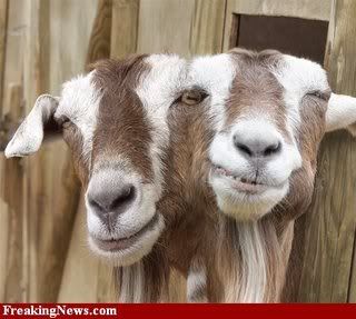 Two-Headed-Goat--25905.jpg