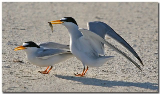 IMAGE: http://i162.photobucket.com/albums/t269/done_photo/a18-1.jpg