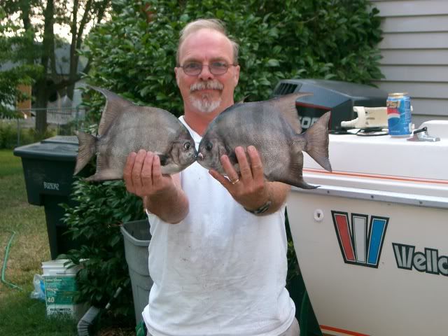 Spadefish6107004.jpg