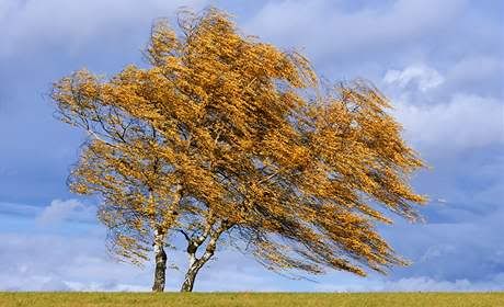 The wind