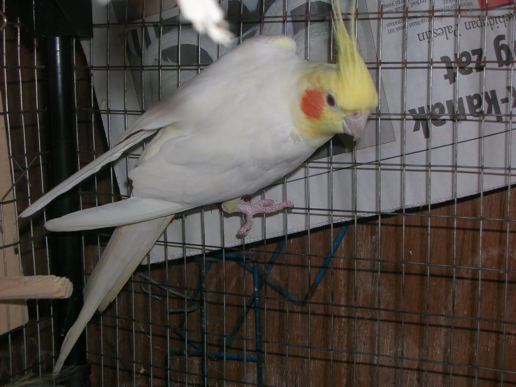 burung cockatiel albino