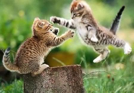 catfight450.jpg cat fight image by zboytony