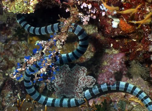 a sea snake