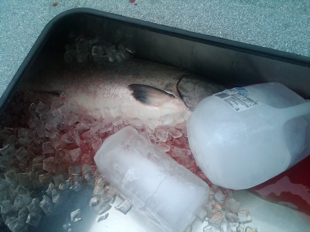 Keeping fish on ice in the fish box,