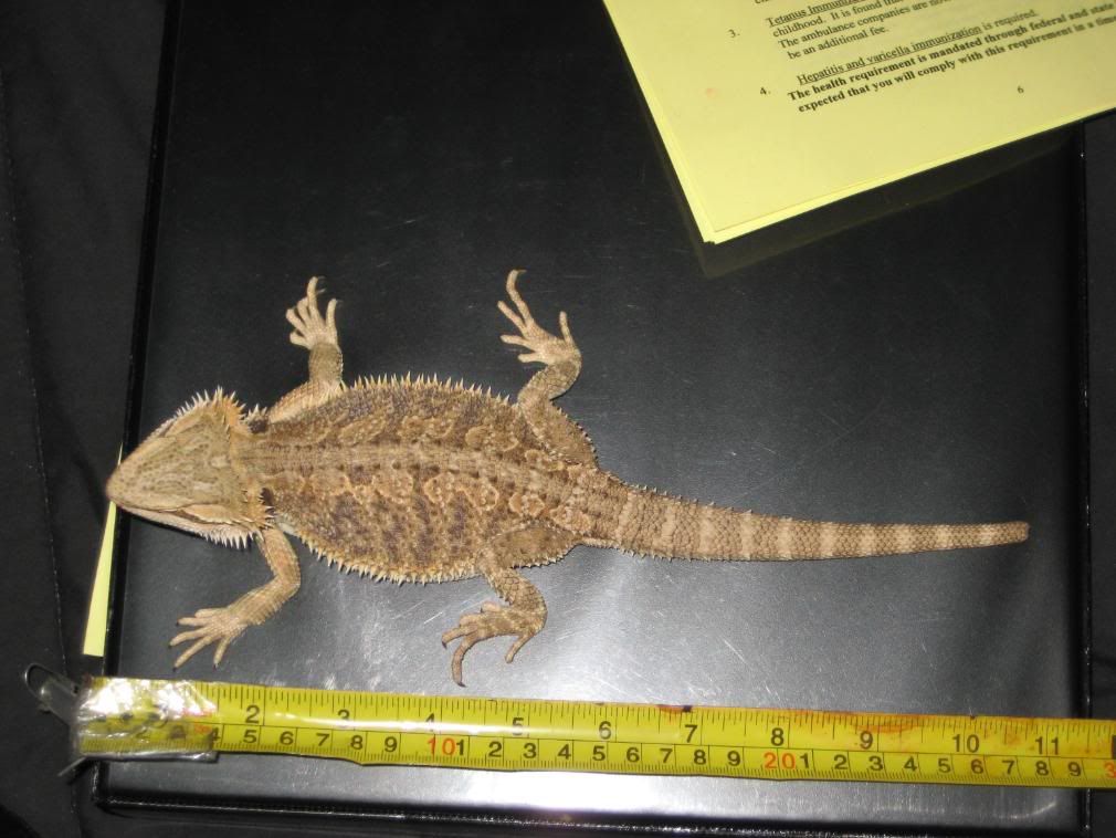 Meet The King The Longest Bearded Dragon In Existence - kyd0hc2