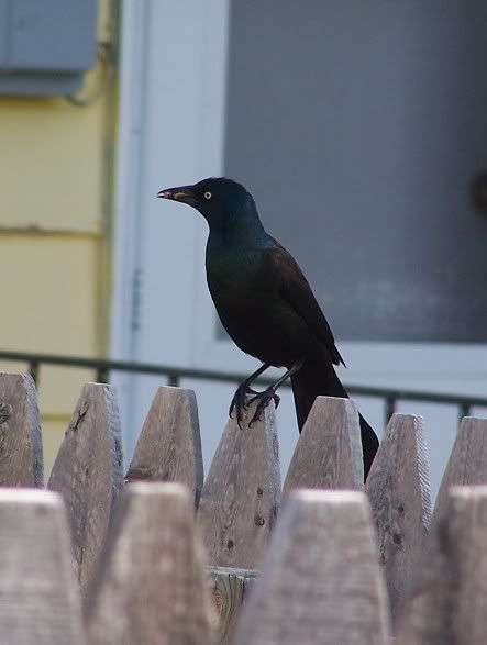 common grackle bird. Tags: irds, common grackle,