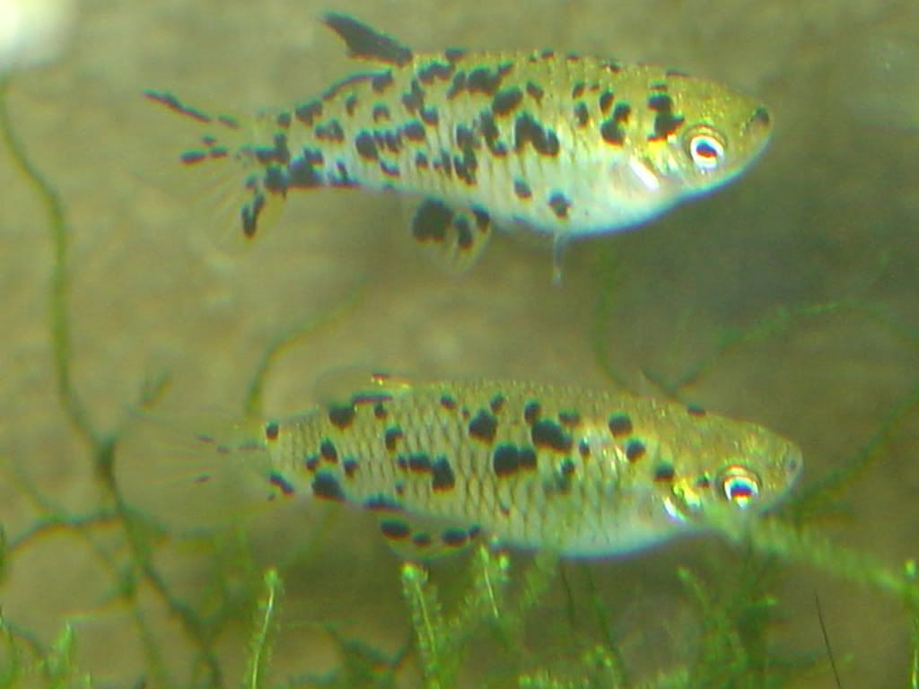 Leopardfish0004.jpg