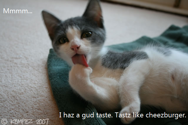 cheezburger.png
