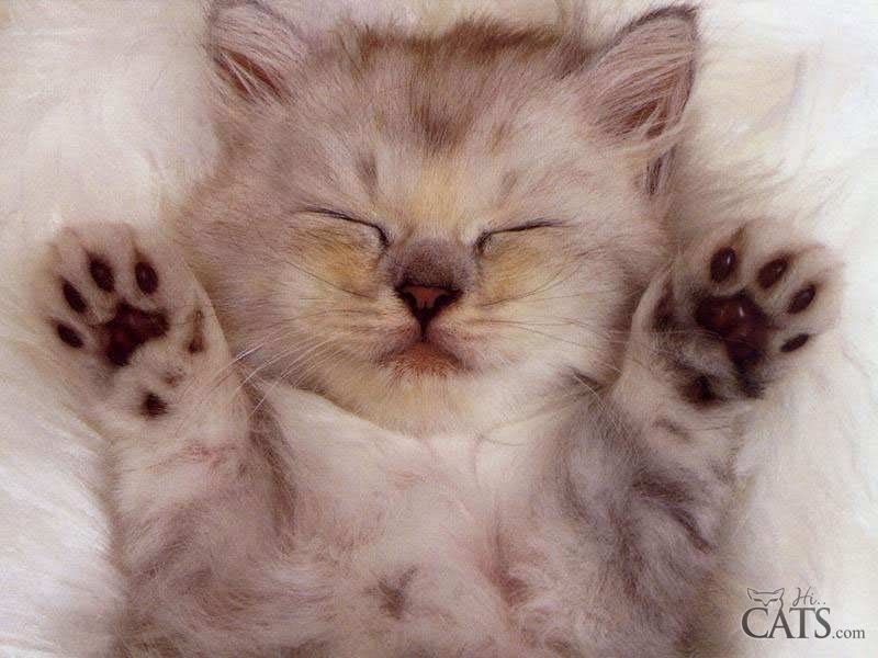 Cute Kitty Pictures, Images and Photos