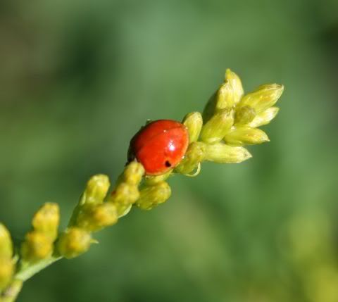 ladybug01low.jpg