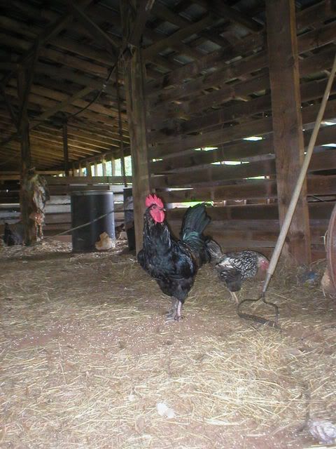 Let's See Some Pictures of Your Place - PART TWO - - Homesteading Questions