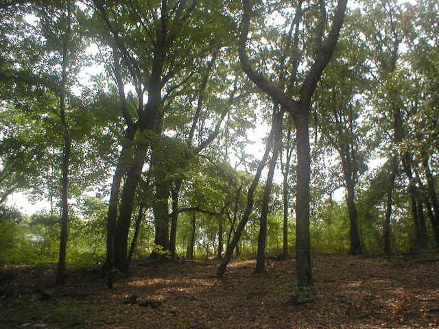 Let's See Some Pictures of Your Place - PART TWO - - Homesteading Questions