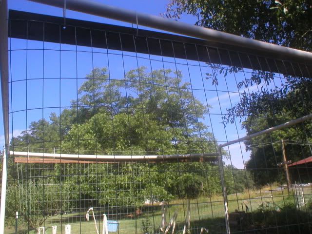 My tomato support system - Gardening & Plant Propagation