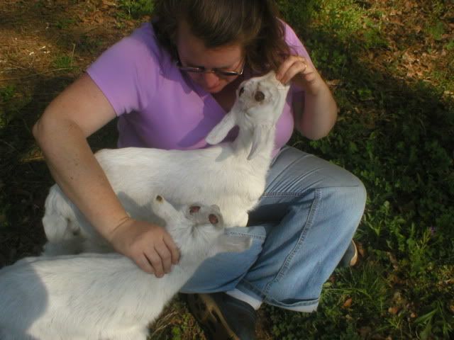 I got 'em!!!!! - Goats