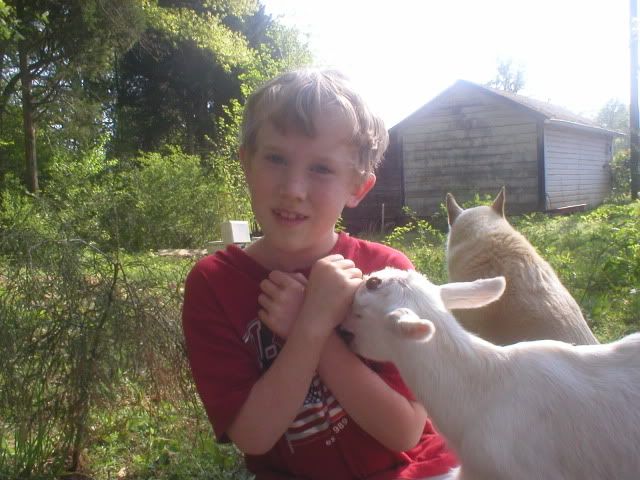 I got 'em!!!!! - Goats