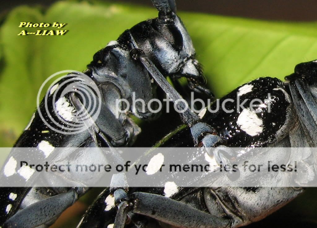 星天牛2(马库白星天牛,胡麻斑天牛) @ a---liaw的自然生态部落格