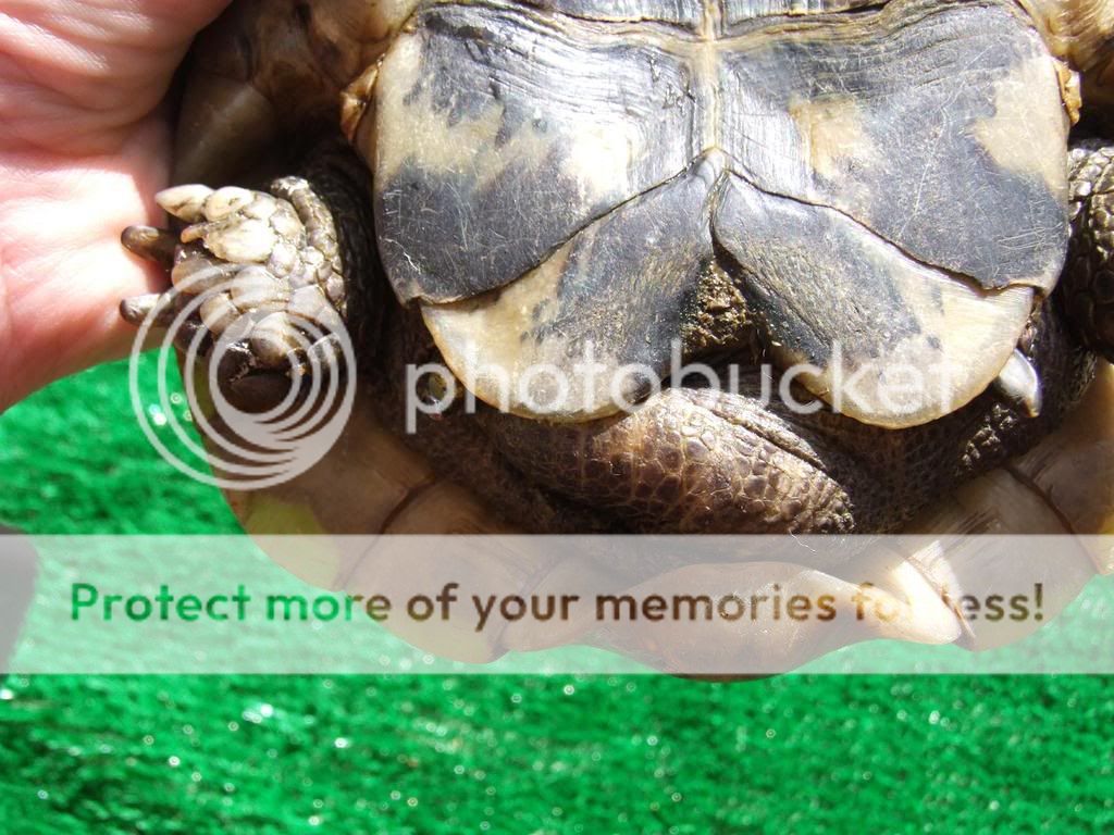 Rescue Tortoise ID | Reptile Forums